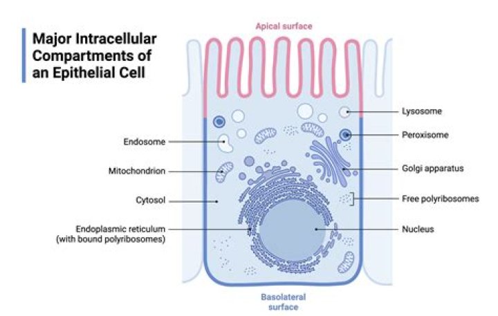 How does a monosaccharide enter an epithelial cell
