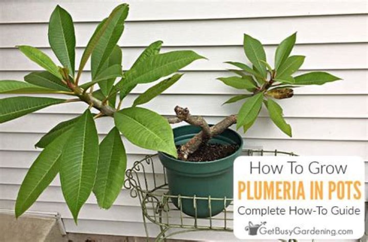 How does a plumeria grow