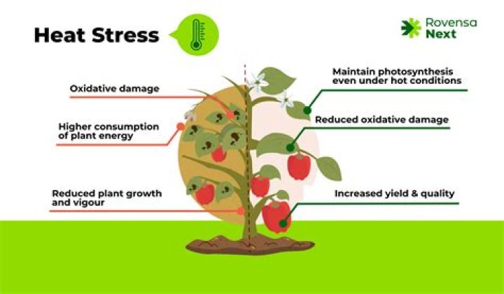 How does heat affect germination