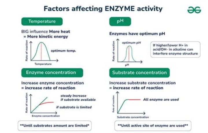 How does hydrogen ion concentration affect enzyme activity