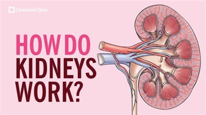 How does kidney car work