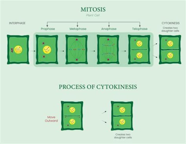 How does mitosis work in plants