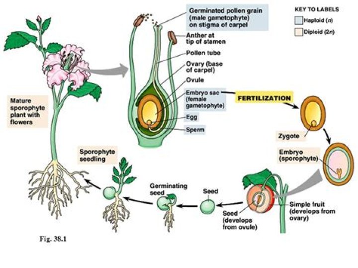 How does reproduction take place in angiosperms