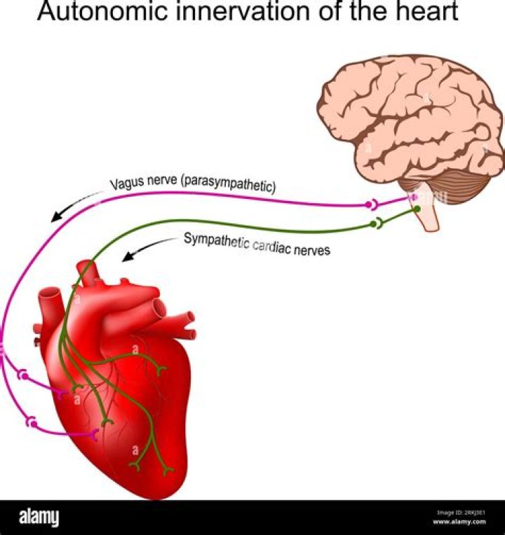 How does the autonomic nervous system regulate blood pressure
