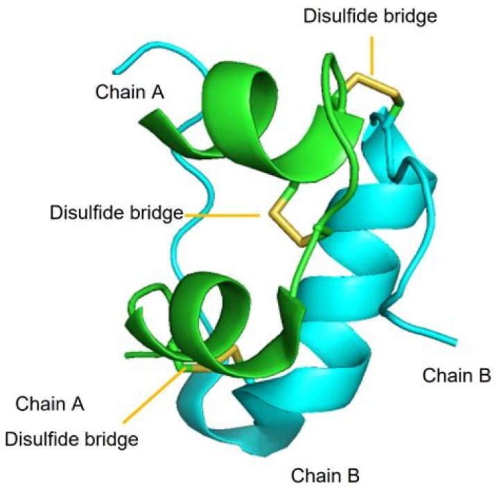 How does the structure of insulin help its function