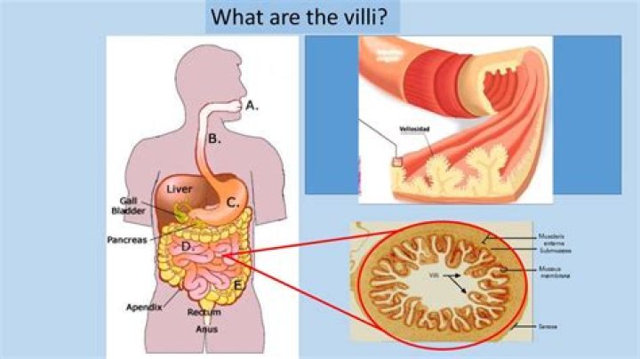 How does the villi help absorb food
