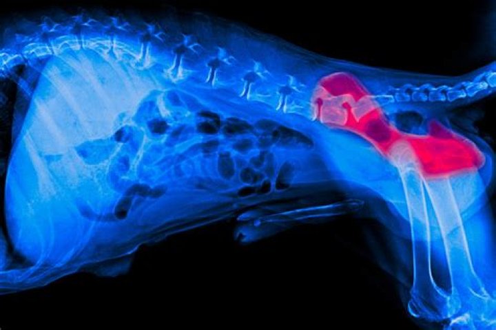 How early can hip dysplasia be detected in dogs?