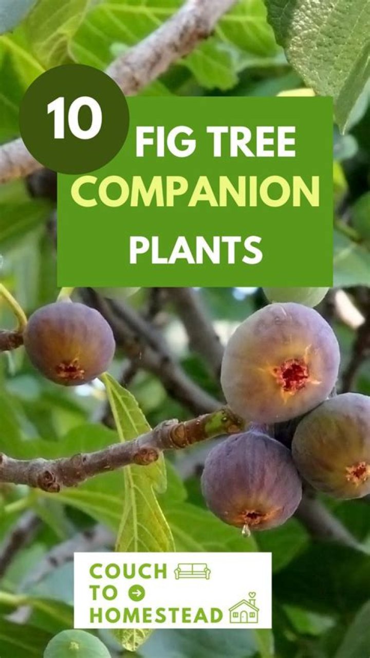 How far apart should you plant fig trees