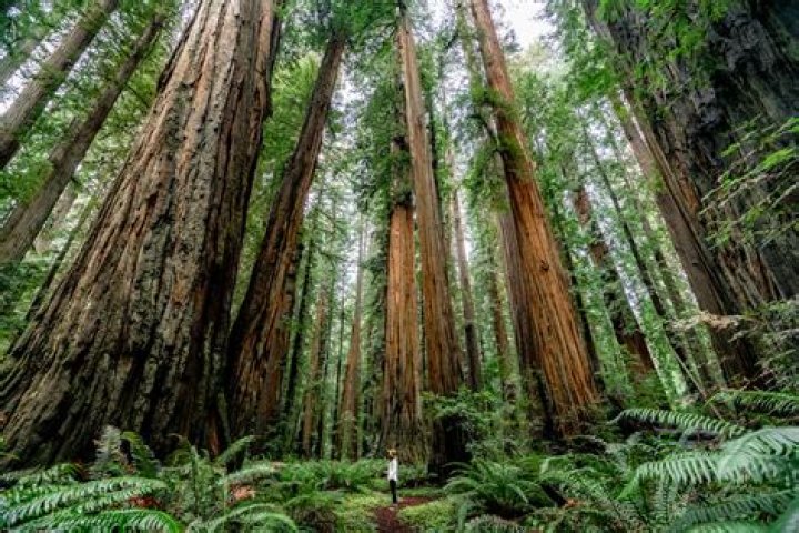 how far are the redwoods from san francisco