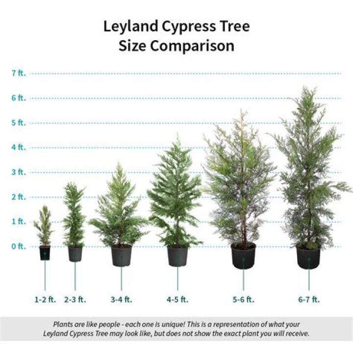 how fast do cypress trees grow