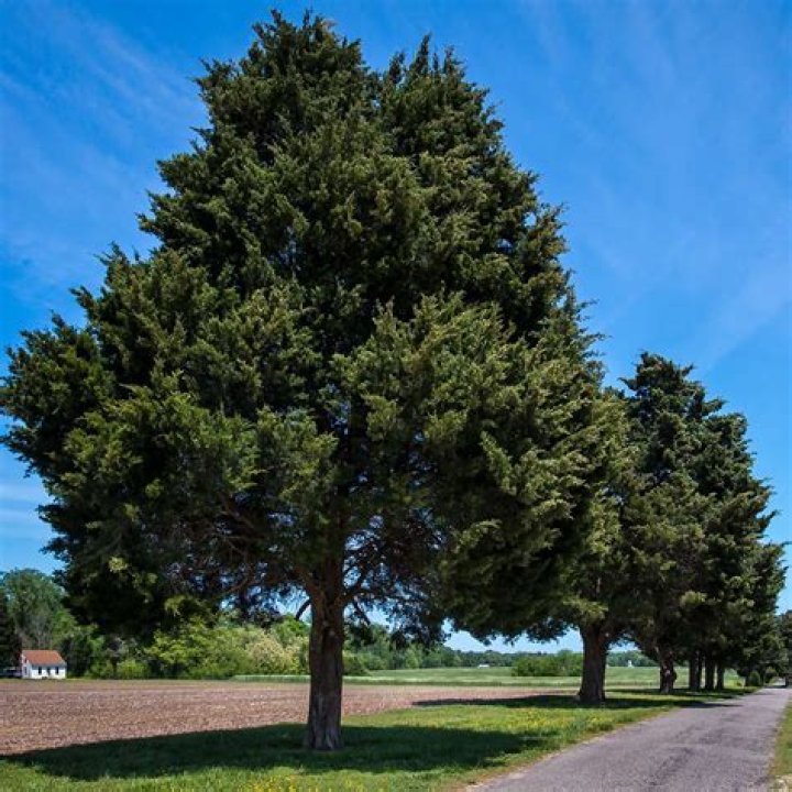 how fast do eastern red cedars grow