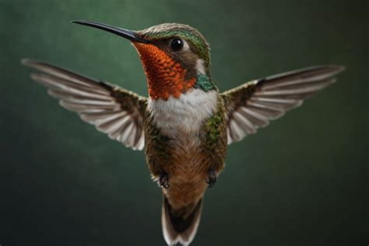 how fast do hummingbirds wings beat