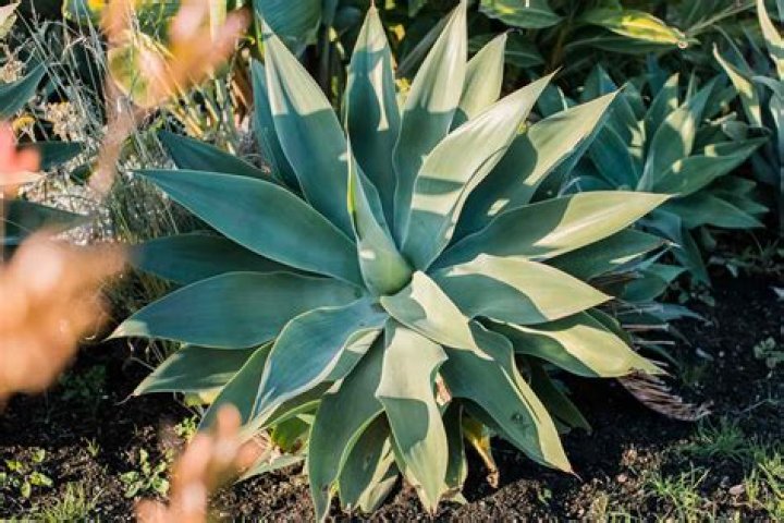 How fast does blue agave grow