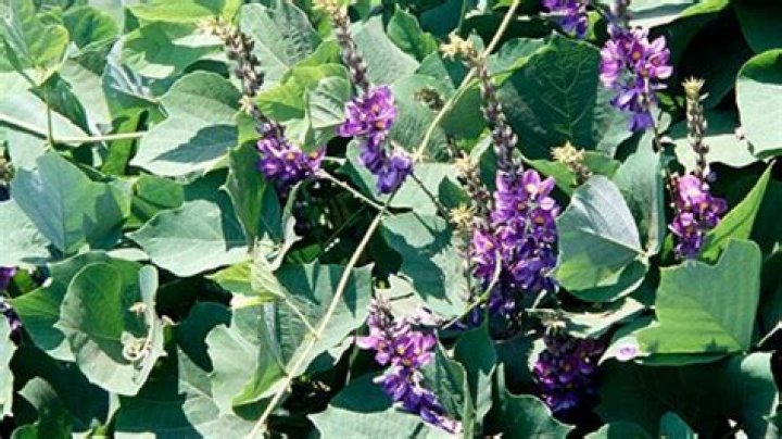 how fast does kudzu grow
