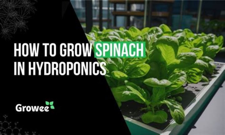 How high does spinach grow
