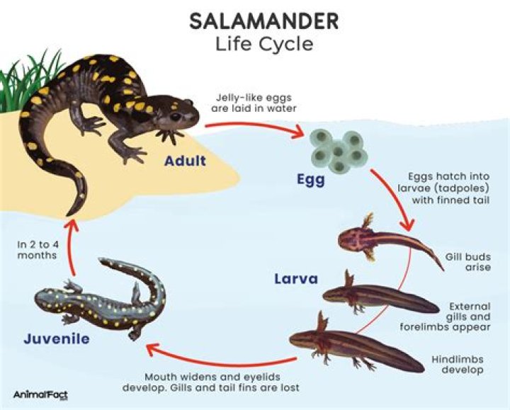 How hot does a salamander broiler get