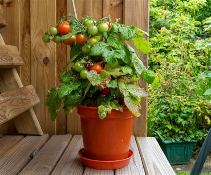 How hot is too hot for tomato plant