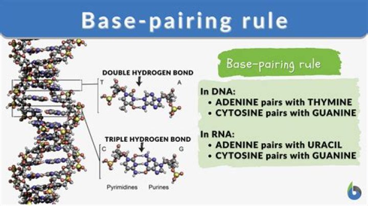 How is base pairing rules and complementary related
