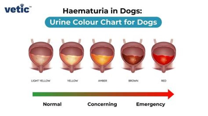 How is hematuria treated in cats