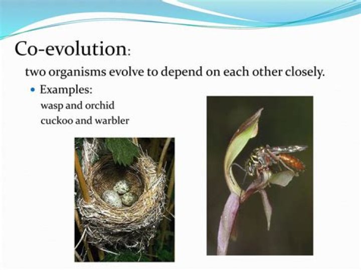 How is mimicry an example of coevolution