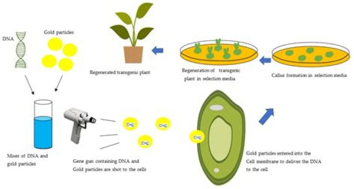 How is PCR used to identify genetically modified organisms
