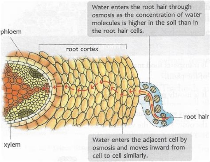 How is the epidermis of a root specialized to absorb water