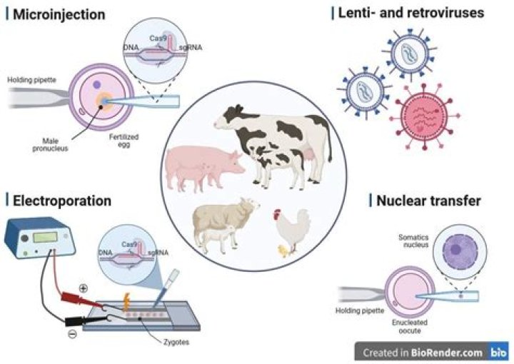 How is transformation used in genetic engineering