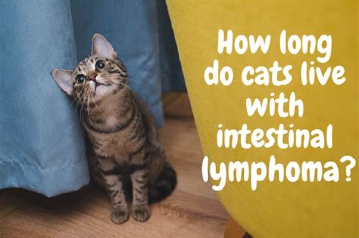 How Long Can cats live with lymphoma