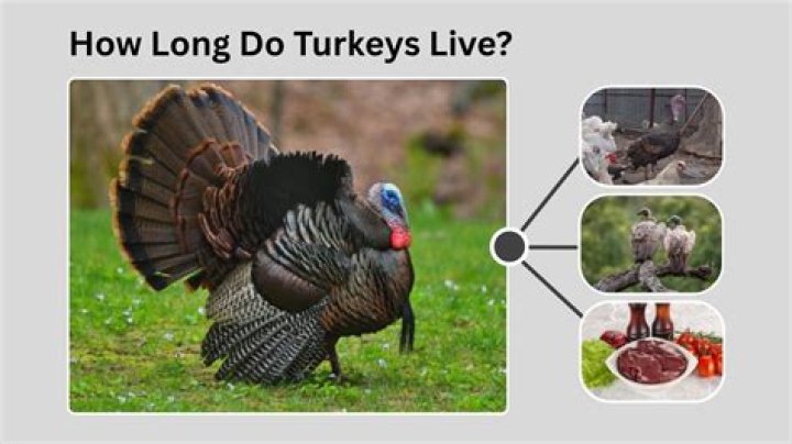 How long can domestic turkeys live