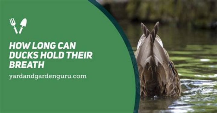 how long can ducks hold their breath