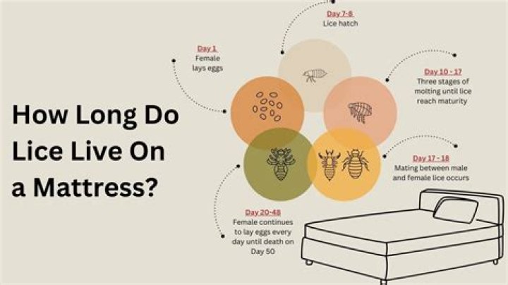 How long can lice live in bedding?