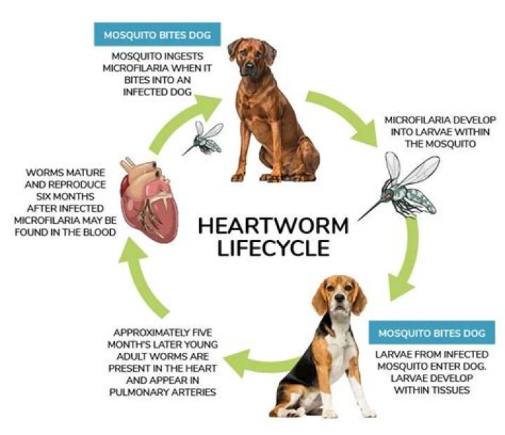 How long can my dog go without heartworm medication?