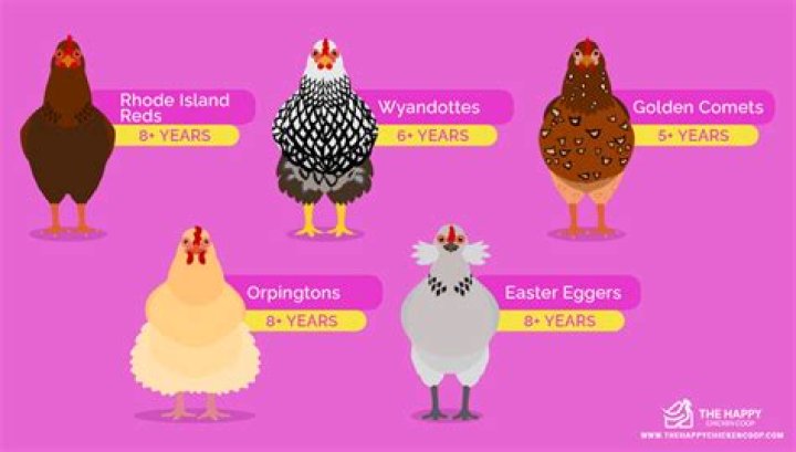 How long do ameraucana chickens live?
