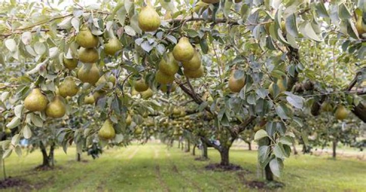 How long do Aristocrat pear trees live