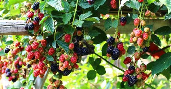 How long do blackberries produce