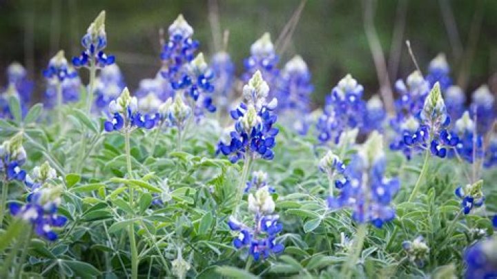 how long do bluebonnets last