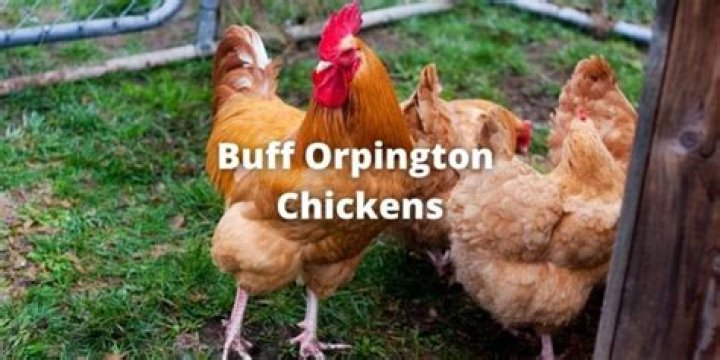 how long do buff orpingtons live