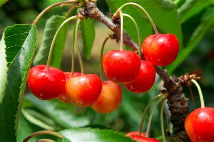 how long do cherry trees live
