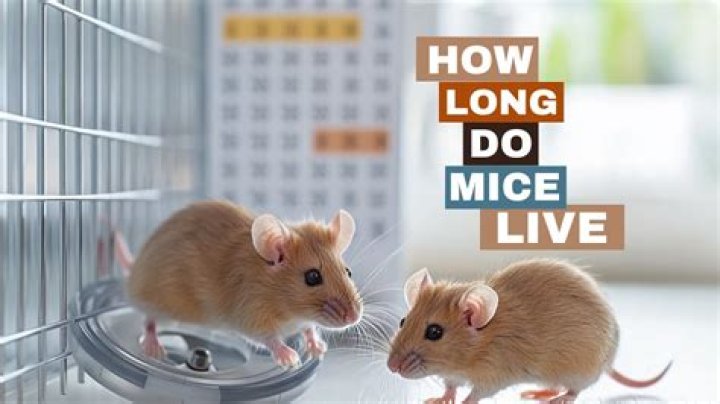 How long do field mice live in captivity