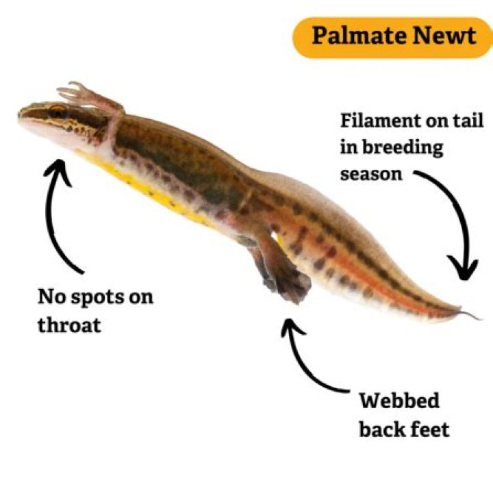 How long do palmate newts live?