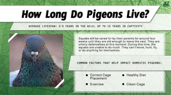 how long do pigeons live