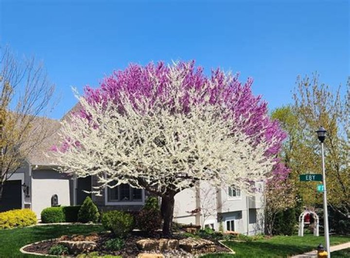 how long do redbud trees live