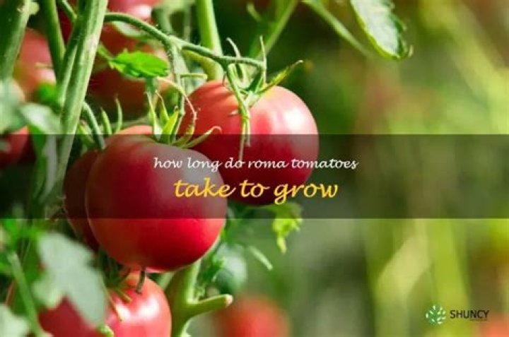 how long do roma tomatoes take to grow