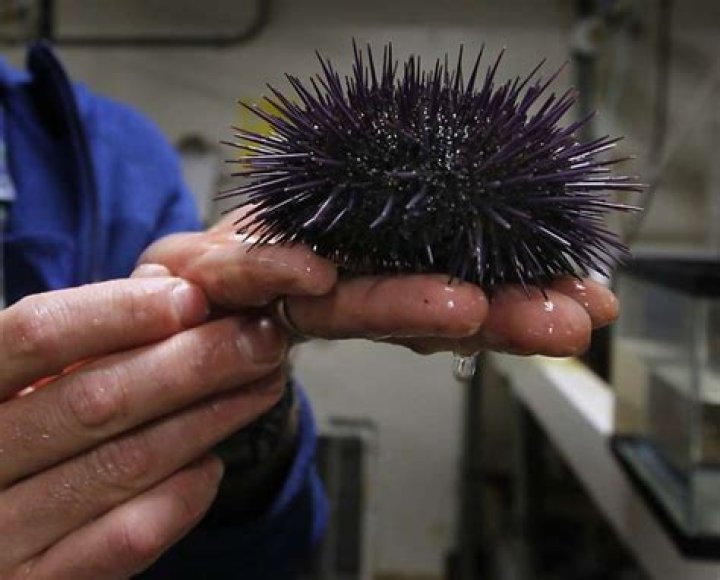 how long do sea urchins live