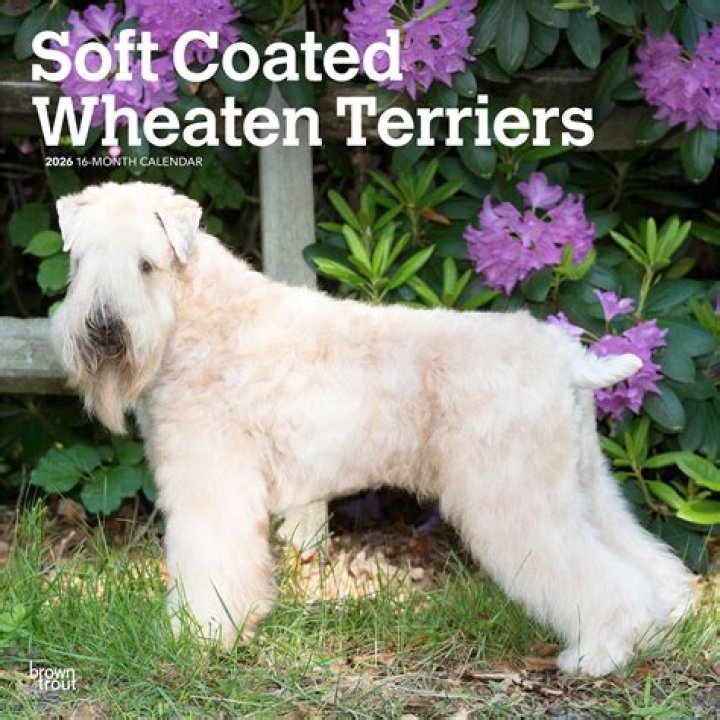 How long do soft coated Wheatens live