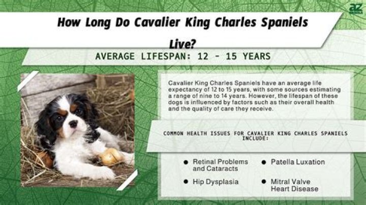 How long do Tibetan spaniels live for