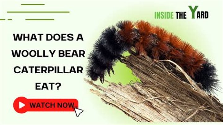 How long does a woolly bear caterpillar live