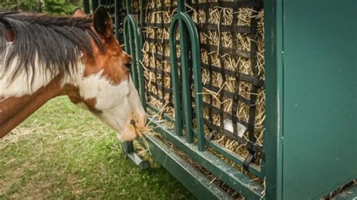 How long does it take 2 horses to eat a round bale?