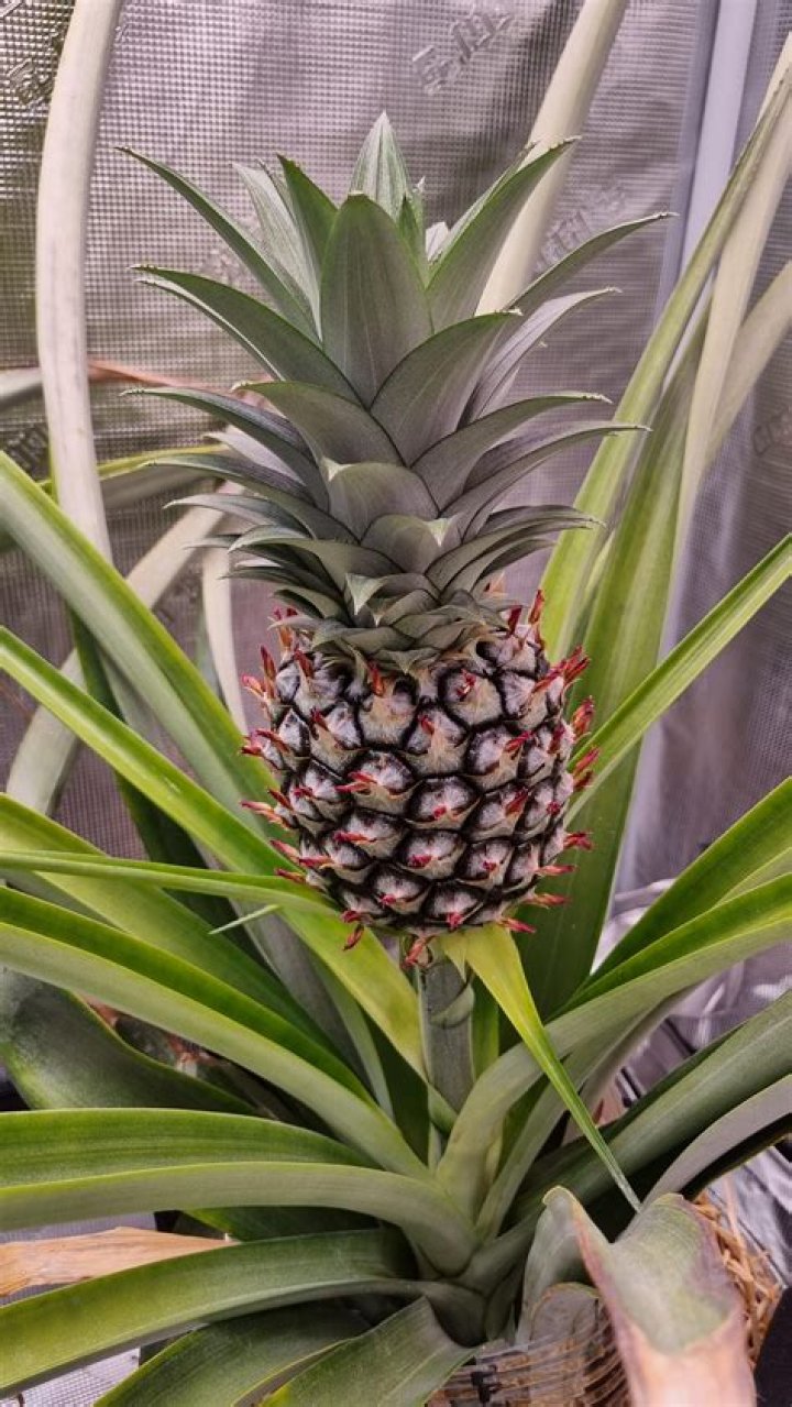 How long does it take a pineapple plant to produce a pineapple?