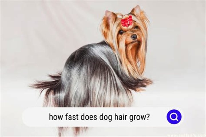 How long does it take for a dogs hair to grow back after surgery